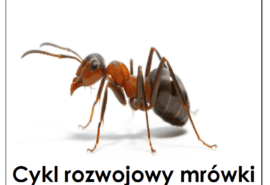 Zabezpieczone: Dzień 17