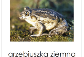 Zabezpieczone: Dzień 22